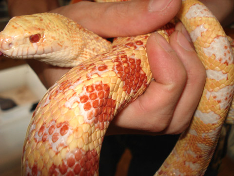 ブルスネーク(12)