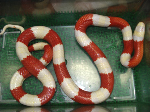 ルスベンキングスネーク(3)