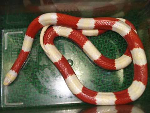 ルスベンキングスネーク(4)