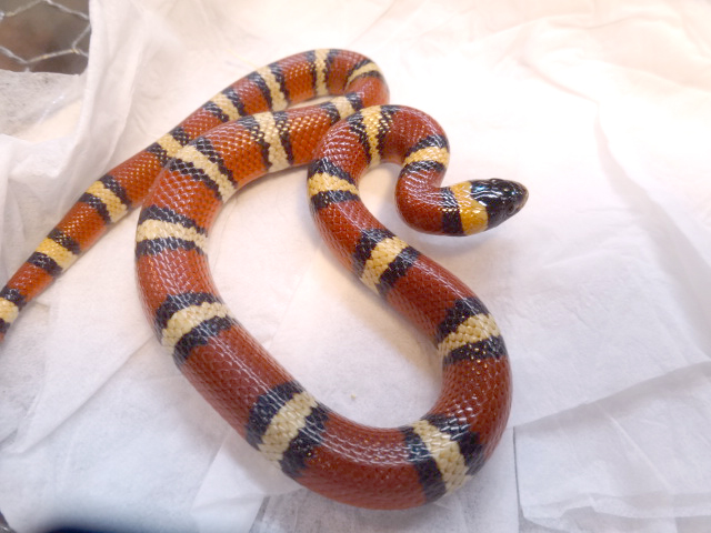 メキシカンミルクスネーク(2)