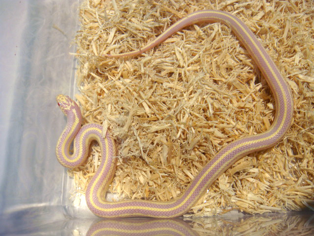 カリフォルニアキングスネーク(11)