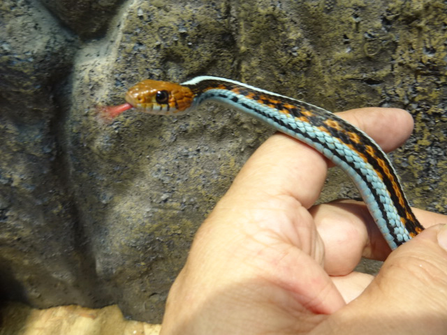 サンフランシスコガータースネーク(6)