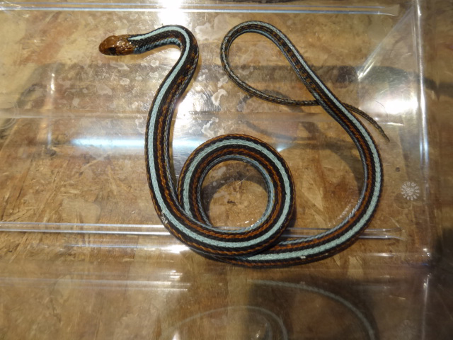 サンフランシスコガータースネーク(5)