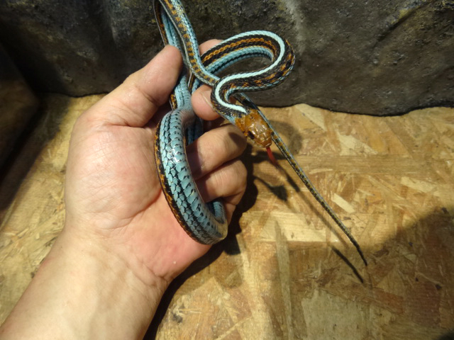 サンフランシスコガータースネーク(7)