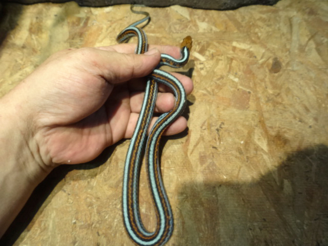 サンフランシスコガータースネーク(8)