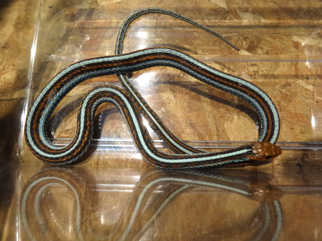 サンフランシスコガータースネーク(1)