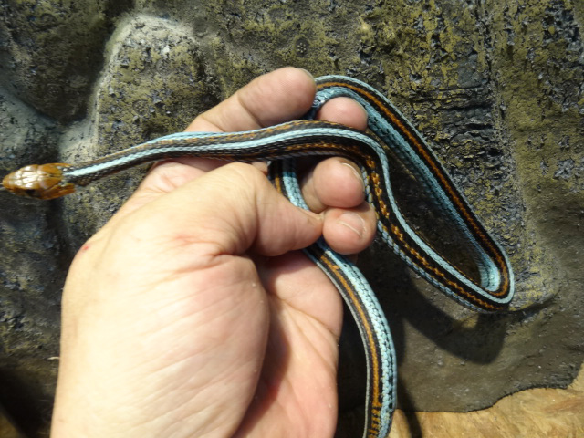 サンフランシスコガータースネーク(3)