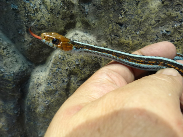 サンフランシスコガータースネーク(4)