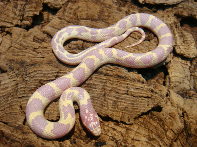 カリフォルニアキングスネーク(9)