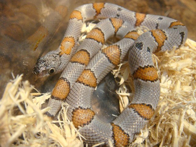 グレーバンドキングスネーク(11)