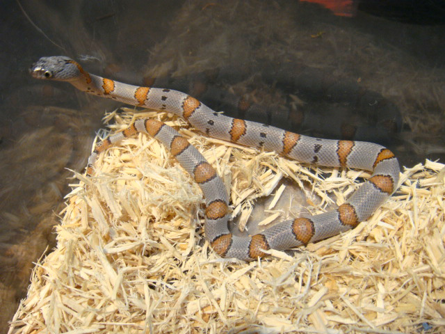グレーバンドキングスネーク(12)