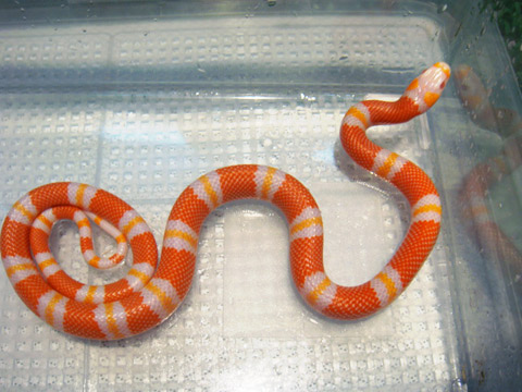 ホンジュランミルクスネーク(11)