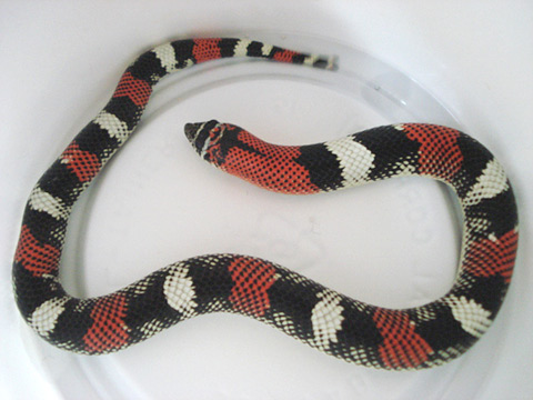 トリカラーホグノーズ