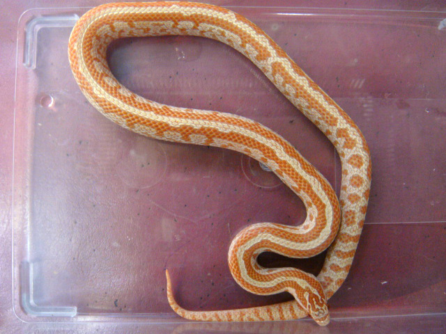 プレーリーキングスネーク(1)