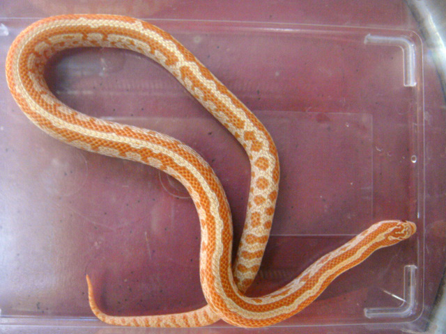 プレーリーキングスネーク(2)
