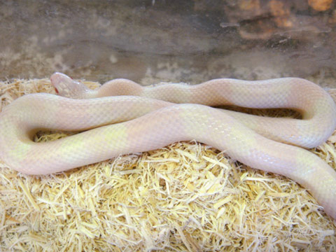ホンジュランミルクスネーク(9)