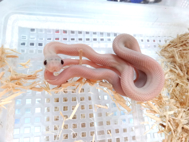テキサスラットスネーク(9)
