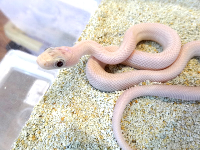 テキサスラットスネーク(12)