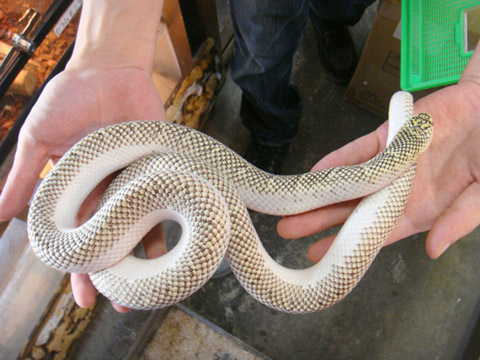 ブルックスキングスネーク(3)