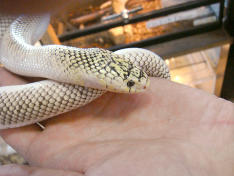 ブルックスキングスネーク(4)