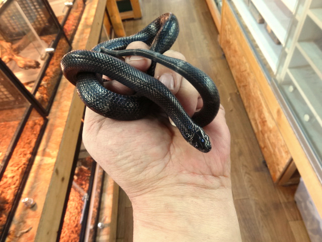 ブラックミルクスネーク(3)