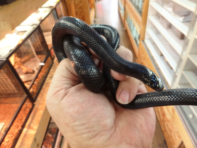 ブラックミルクスネーク(4)
