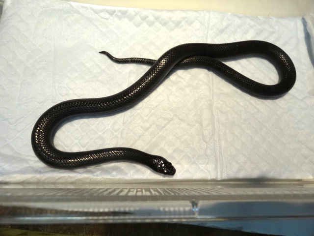 ブラックミルクスネーク(1)