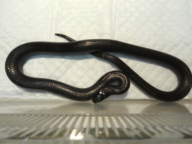 ブラックミルクスネーク(2)