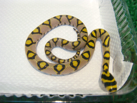 タカサゴナメラ(1)