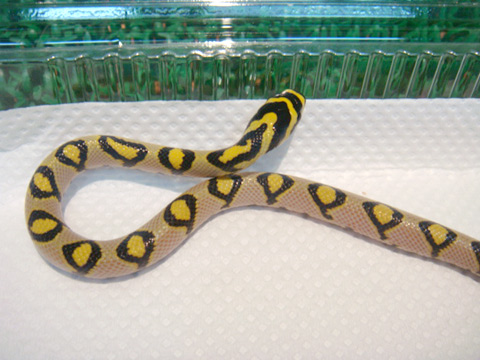 タカサゴナメラ(2)