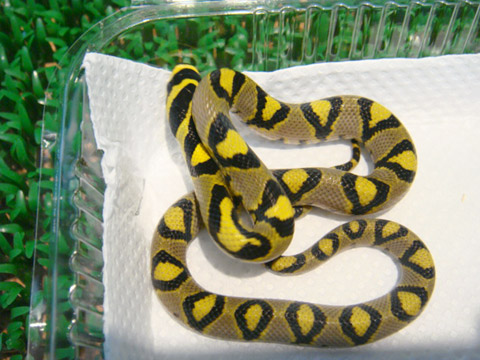 タカサゴナメラ(3)