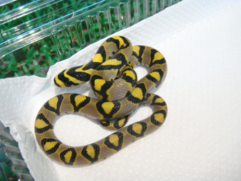 タカサゴナメラ(4)