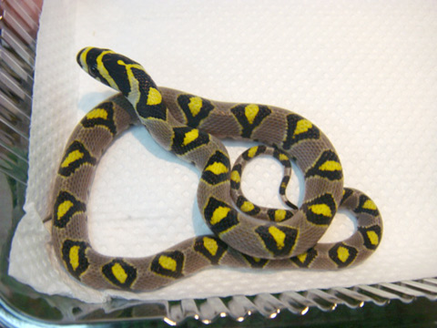 タカサゴナメラ(5)