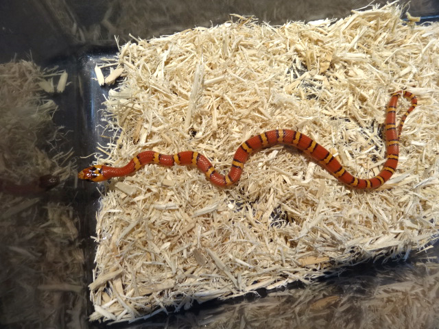 サイエリキングスネーク (5)