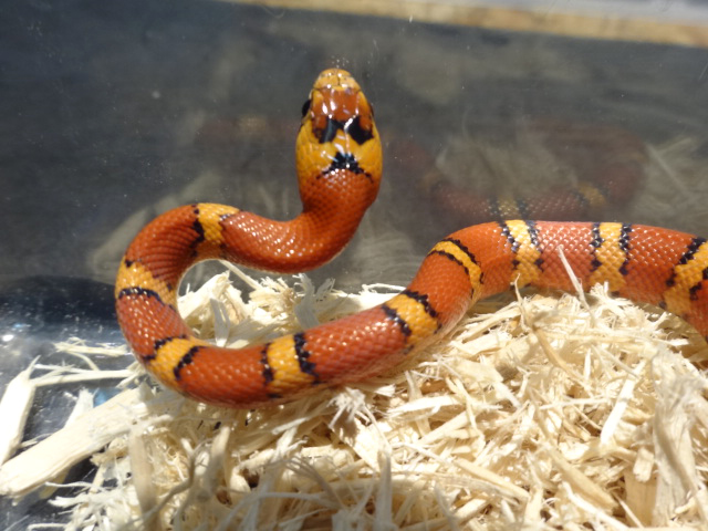 サイエリキングスネーク (4)