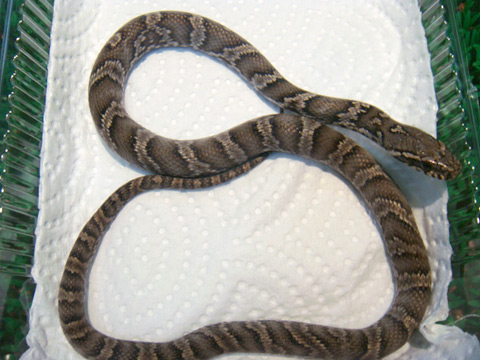 アムールラットスネーク(1)