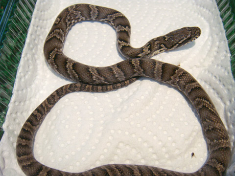 アムールラットスネーク(2)