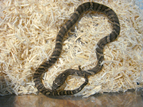 アムールラットスネーク(3)