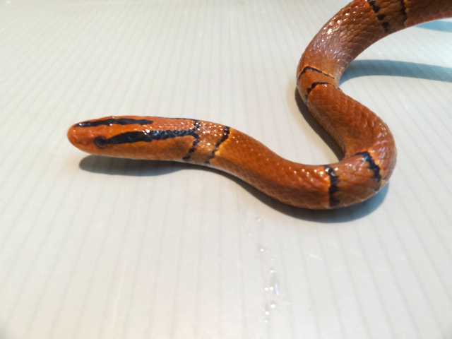 ユンナンベニナメラ(4)