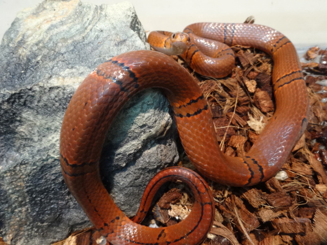 ユンナンベニナメラ(3)