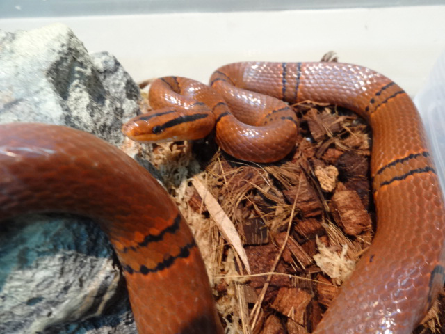 ユンナンベニナメラ(1)