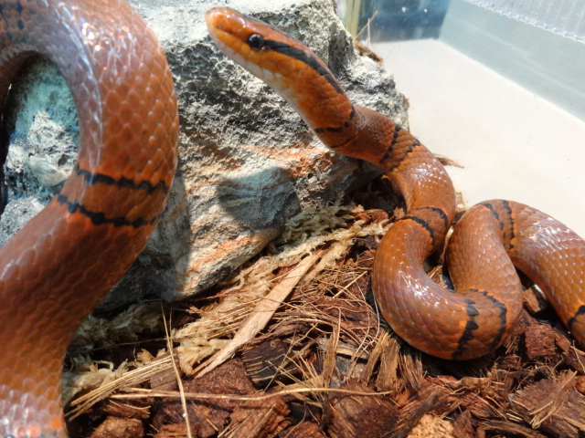 ユンナンベニナメラ(2)