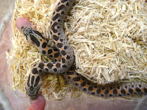 ナンブシシバナヘビ(3)