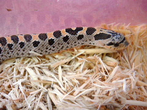 ナンブシシバナヘビ