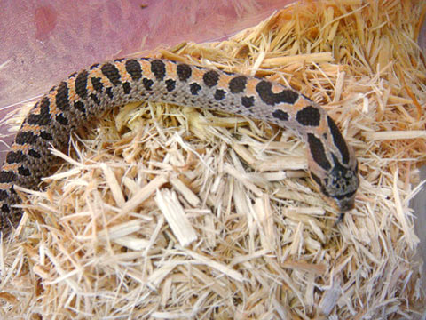 ナンブシシバナヘビ(2)