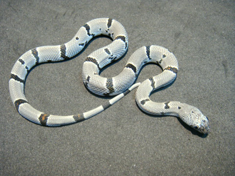 グレーバンドキングスネーク(5)