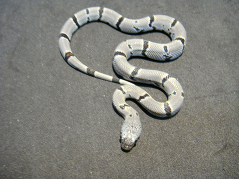 グレーバンドキングスネーク(6)