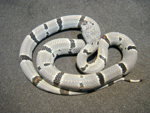 グレーバンドキングスネーク(7)