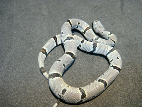 グレーバンドキングスネーク(8)