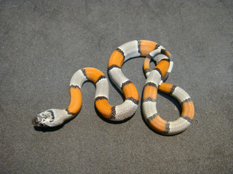 グレーバンドキングスネーク(1)